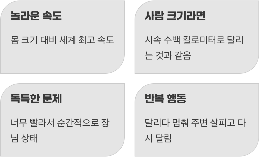 세상에서 가장 빠른 곤충 중 하나