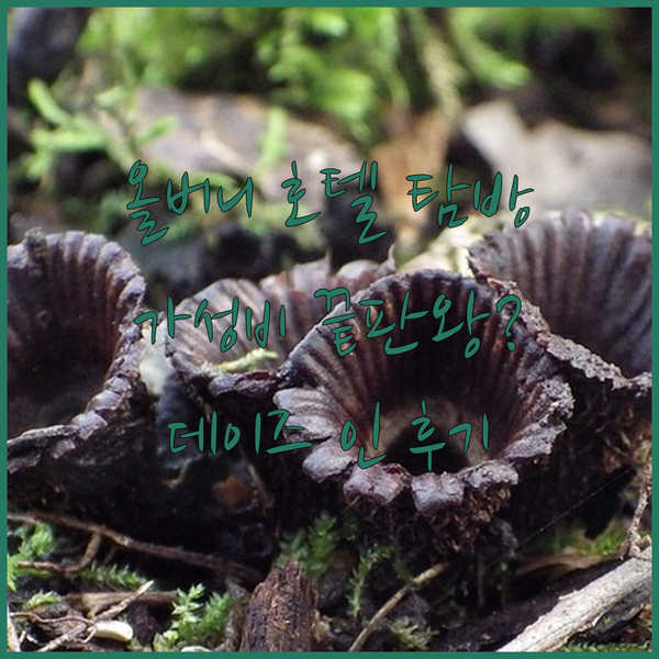 올버니 호텔 탐방기 1탄 데이즈 인