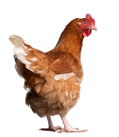 닭띠소띠궁합 닭띠와소띠궁합