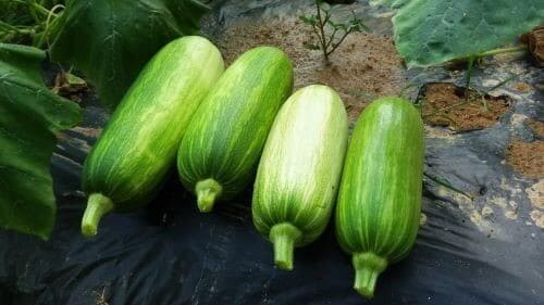 애호박-수확-수확시기