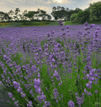 고창 라벤더 축제