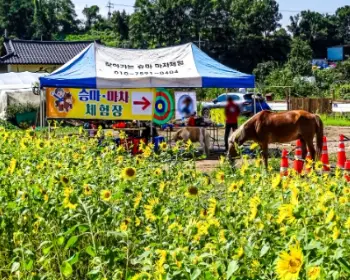 강주 해바라기 축제_10