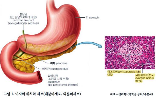 췌장염 증상