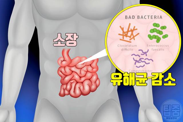 아보카도 매일 먹으면 아보카도 효능 소화 아보카도 1인분