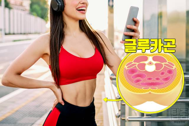다이어트 호르몬 지방분해 글루카곤 다이어트식단 지방분해호르몬