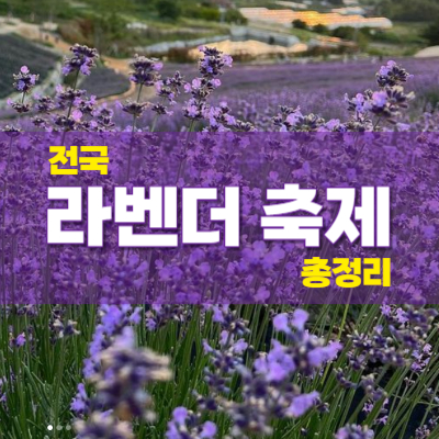 전국-라벤더축제-총정리
