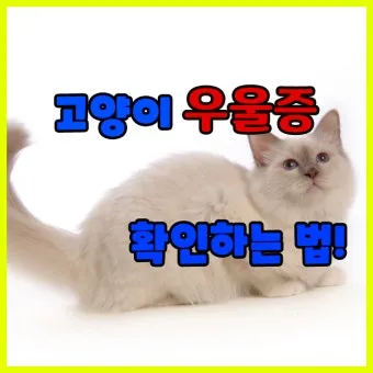 고양이 우울증과 무기력증 증상_9