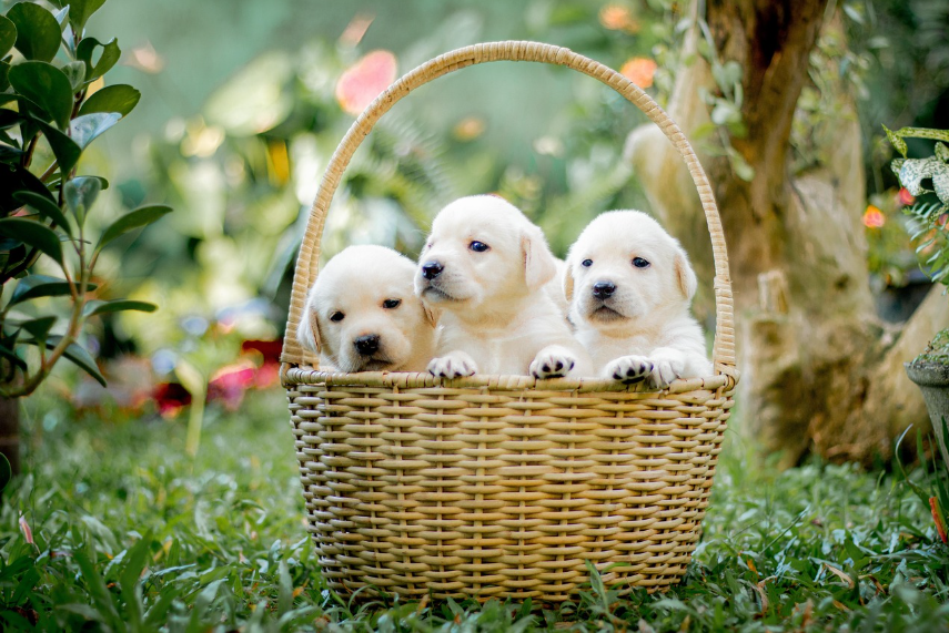 가족과 반려견이 함께 가기좋은 여행지 자연관련 이미지