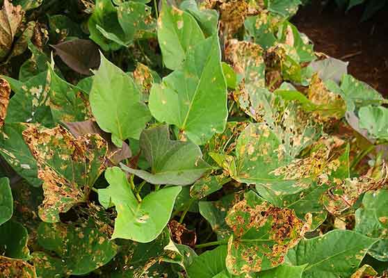 식물-잎이-노랗게-변하는-이유-해충