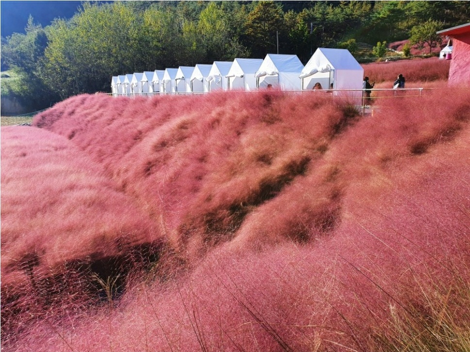 가을 꽃 축제 일정과 지역