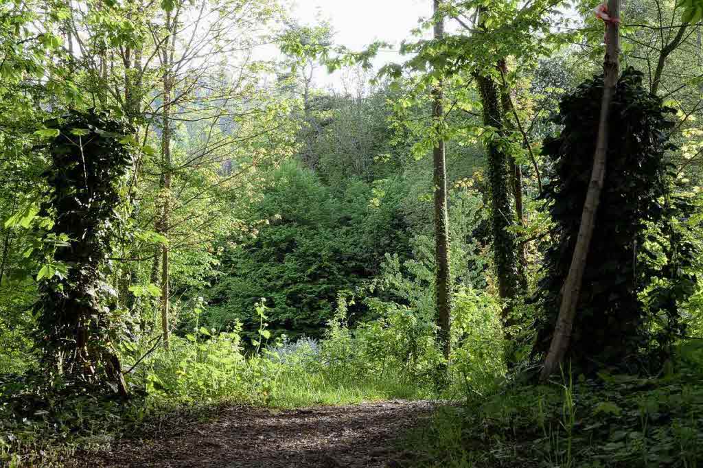 시서스가루 복용 시 피하거나 주의해야 할 약물 목록