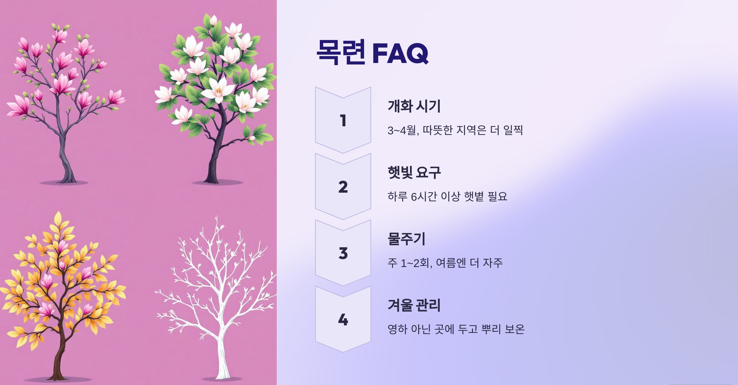 목련 사진