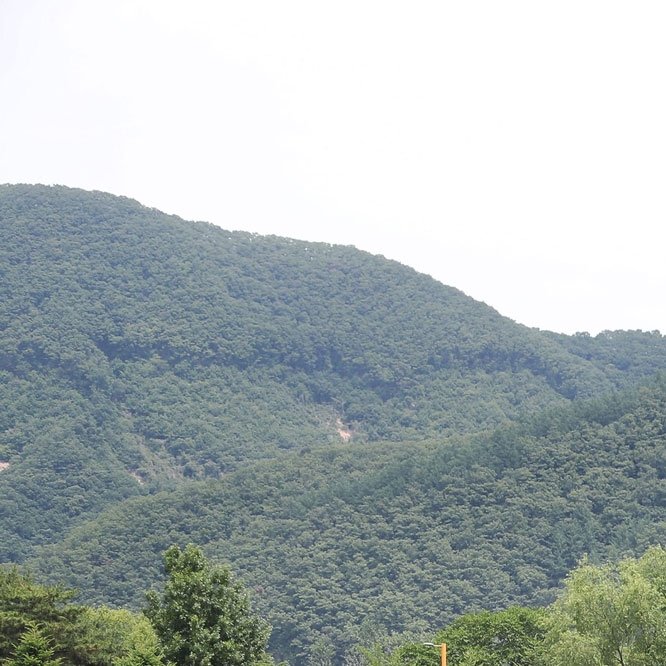 경기도 자라섬 꽃 페스타