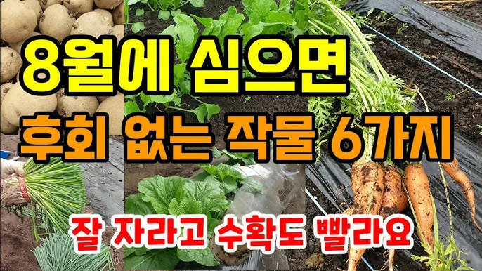 8월에 심는 작물 종류와 늦기 전 파종법 추천_2