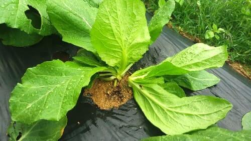 배추-생육장해-방울배추