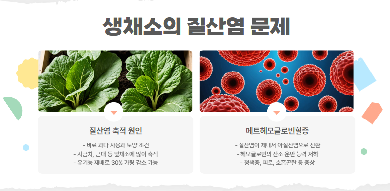 생채소의 질산염 문제