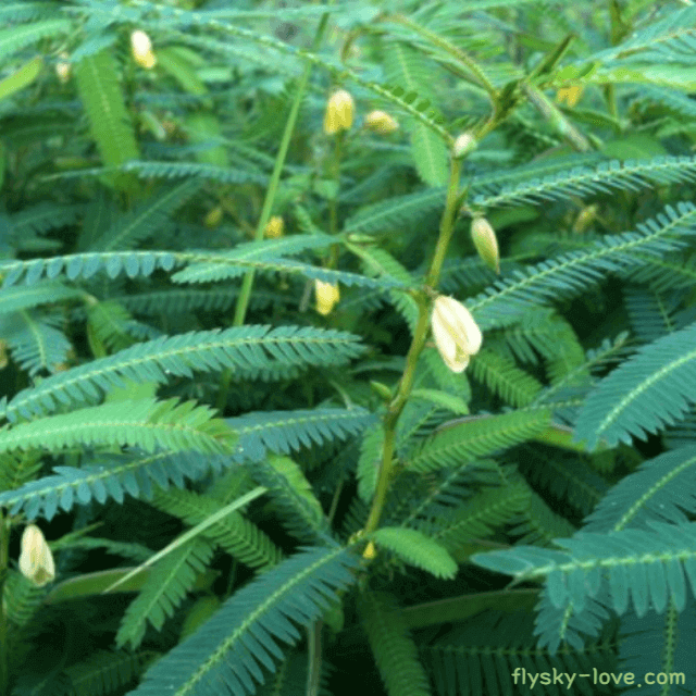 차풀(산편두)