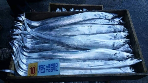 거문도 백도 은빛 바다체험 행사 모습