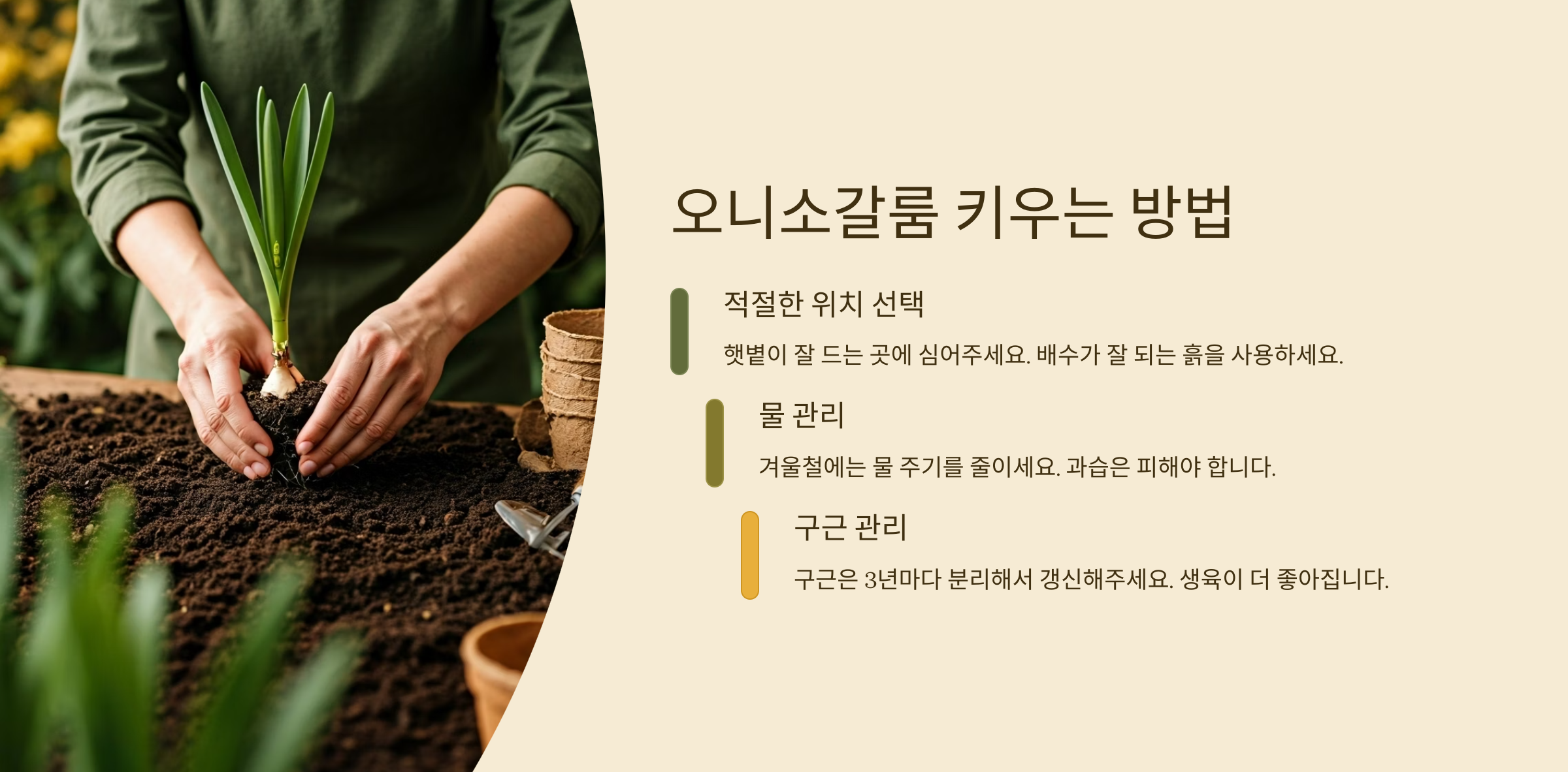 오니소갈룸