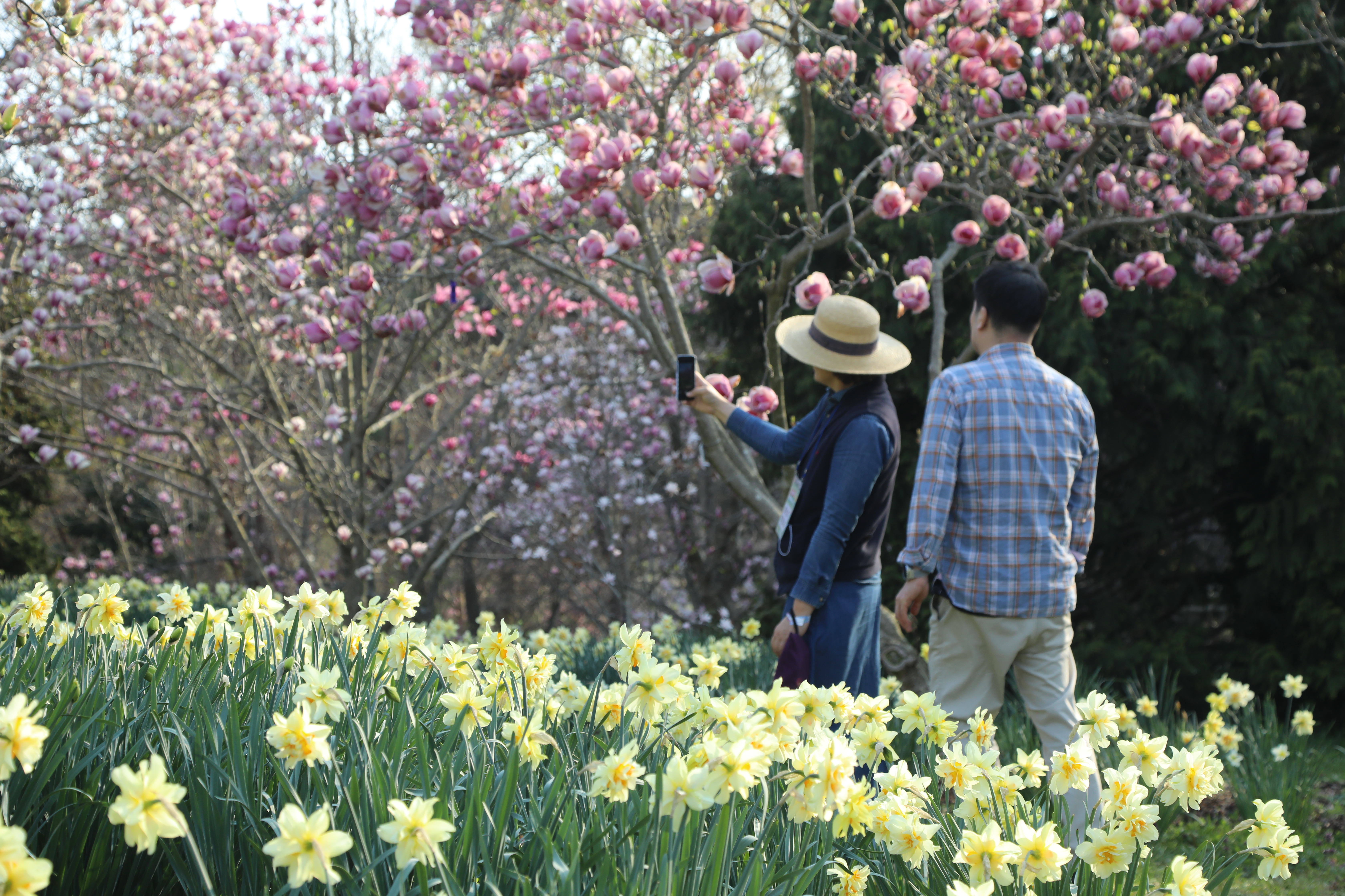 태안 천리포 수목원 목련축제 2025 주차 맛집 꿀팁 총정리