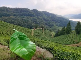 보성 가볼만한곳 베스트10 현지인 추천 필수코스_14