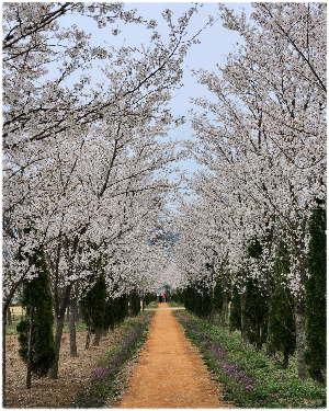경북천년숲정원