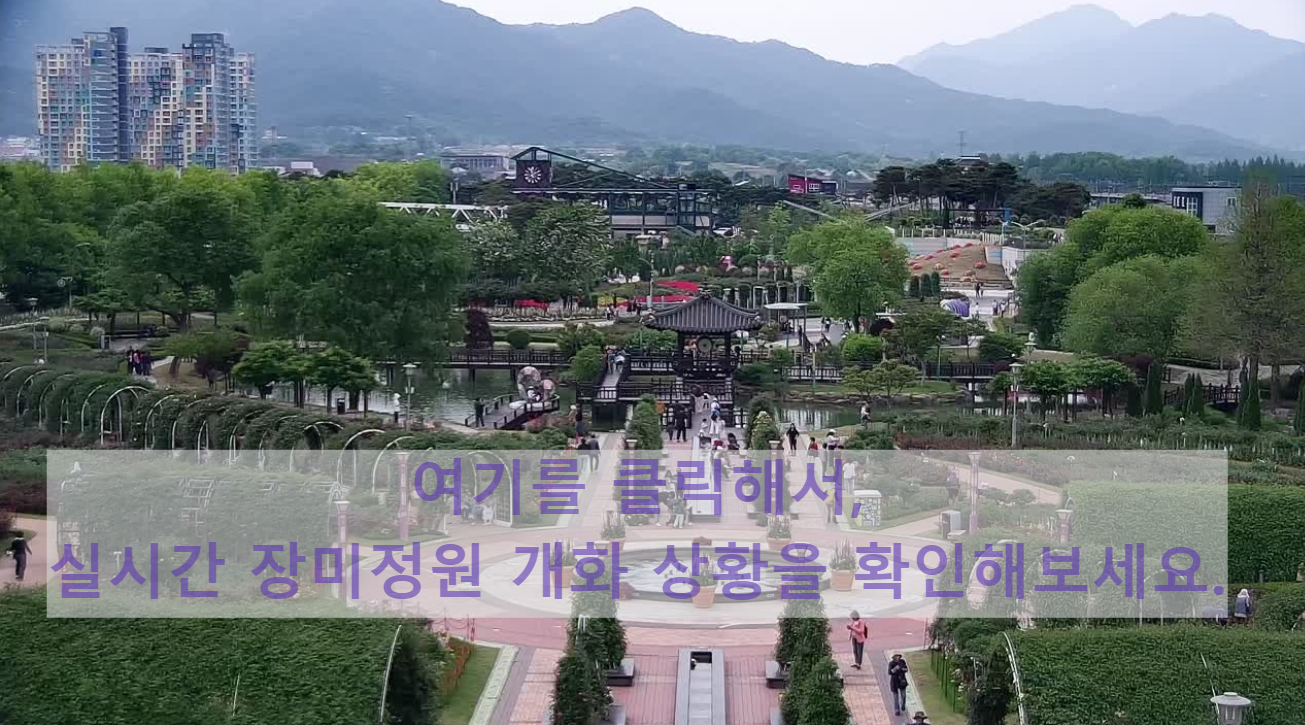 [5월 축제]2025 곡성 세계장미축제❘입장권 예매 방법, 프로그램 및 일정, 체험 가이드