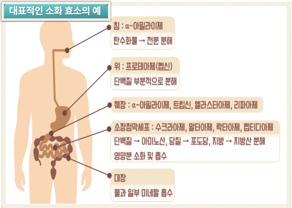 음식물을 섭취했을 때 우리 몸에서 생산되는 각종 효소들을 나타낸 그림입니다.