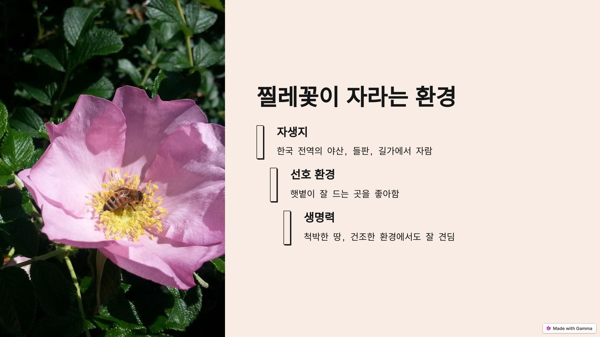 찔레꽃
