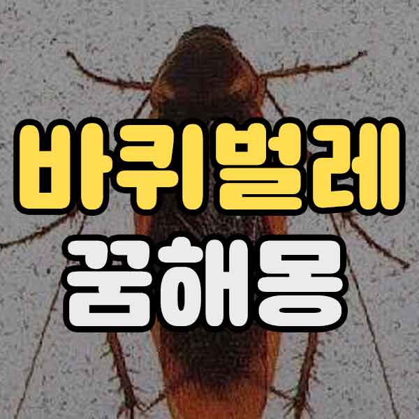 바퀴벌레 꿈해몽 - 썸네일