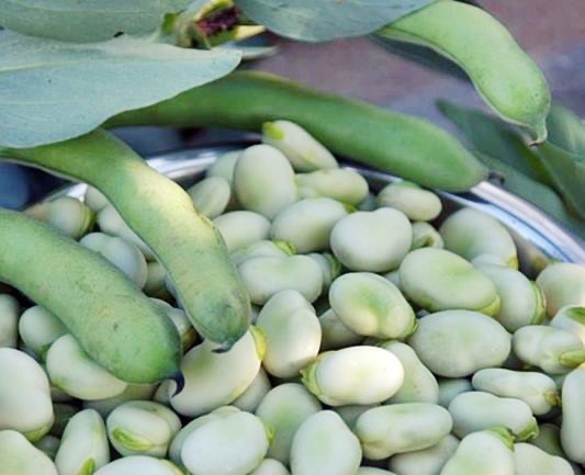 까져있는-파바빈