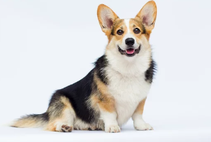 웰시코기 사진/출처:어도비스톡