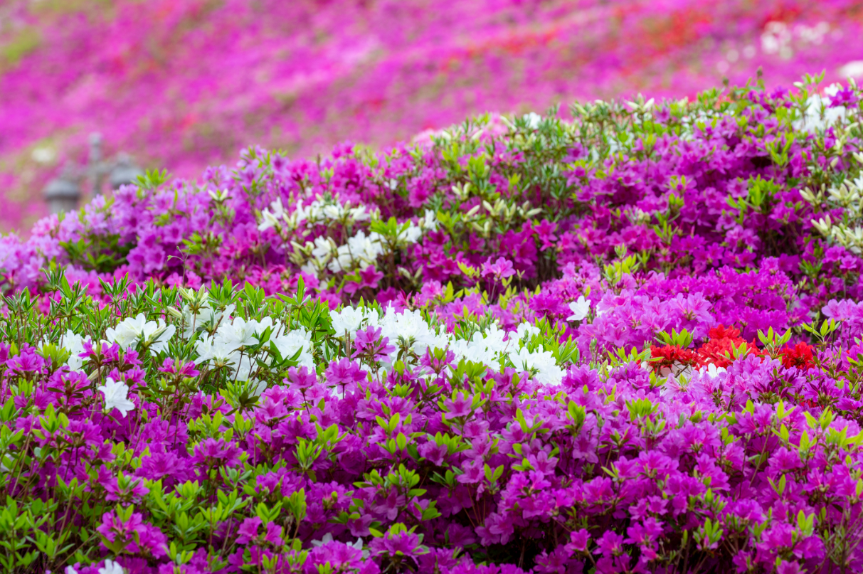 군포철쭉축제 이미지