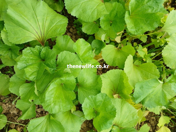 신장 기능을 도와 소변 배출을 원활하게 하고 몸의 부종을 완화하는 영양소가 가득한 싱싱한 아욱 잎 실물 사진