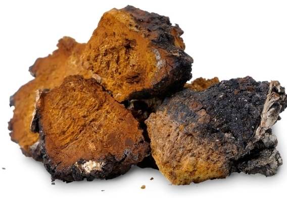 차가버섯의 효능 알아보기