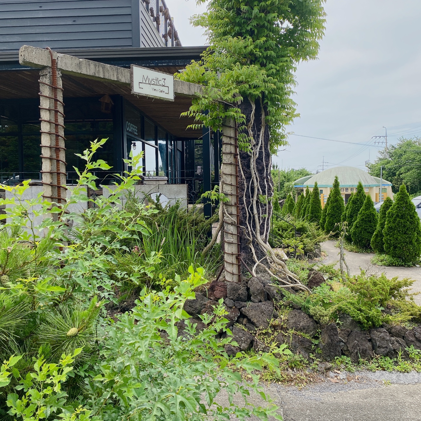 제주 노형동 러브랜드 정원카페 미스틱3도 피크닉 한라봉 흑돼지