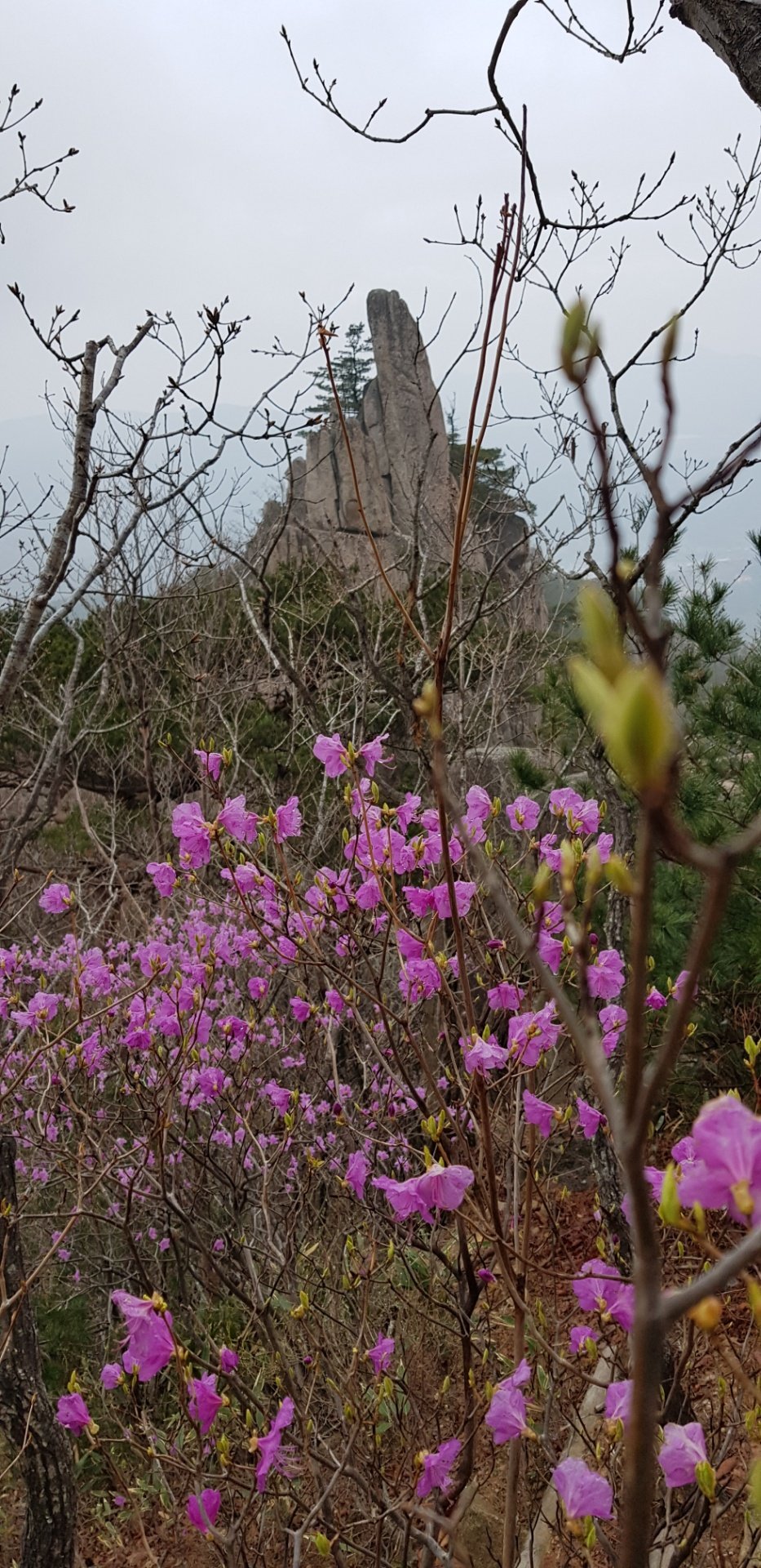 합천 남산제일봉 진달래