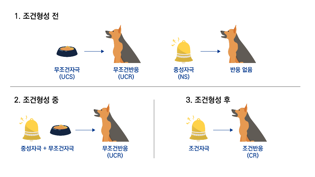 파블로프의 개 실험 과정