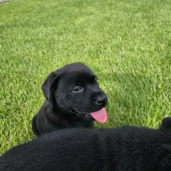 래브라도 리트리버 분양 가격 성격 장단점_15