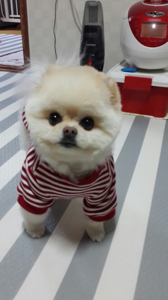 강아지 똥꼬스키의 이유 항문낭&amp;#44; 짜야 할까?