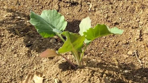 케일재배법-케일-모종심기-모종-심는방법-정식방법-아주심기