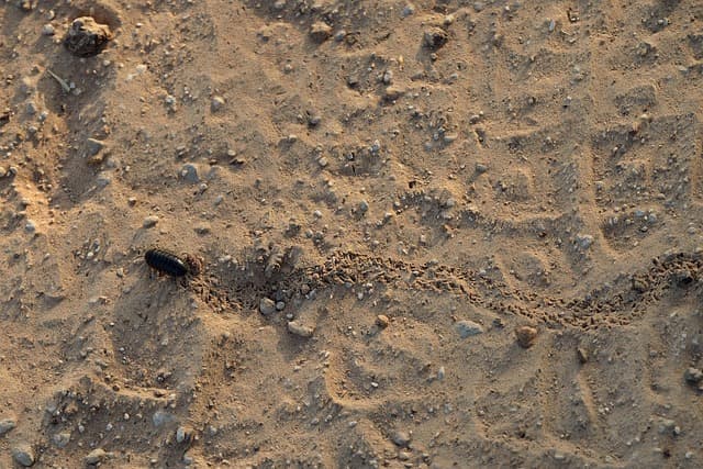 곤충의 토양 침식 활동과 미생물 분포 변화 간의 인과관계 분석