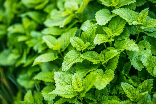 레몬밤 효능 10가지 및 부작용