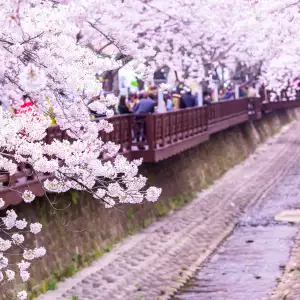 벚꽃 개화 시기