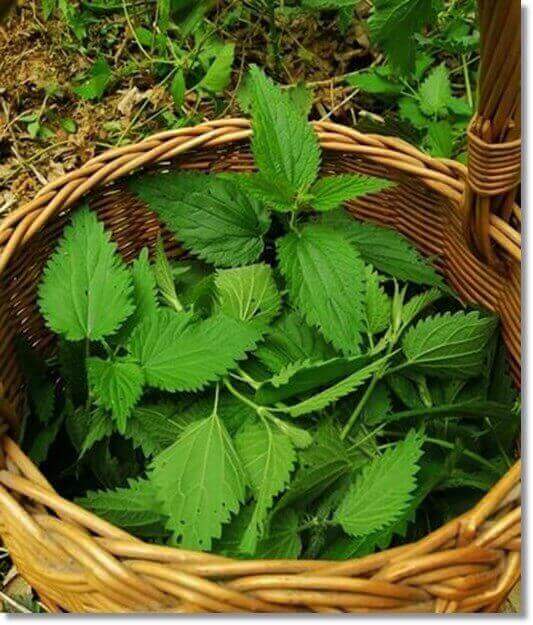 쐐기풀 효능 및 활성 성분 쐐기풀 차 먹는 법과 주의점