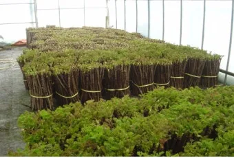 두릅 재배 순 수확 시기 가지치기 겨울 보온_29