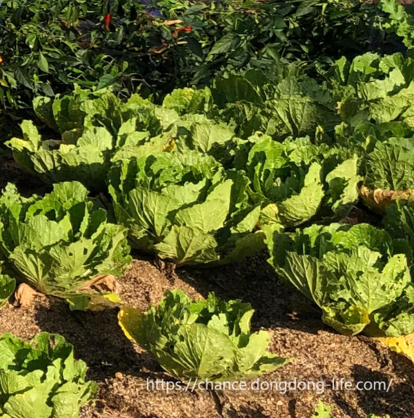 김장김치 10kg 20kg 20포기 50포기 황금 양념 비율로 맛있게 담그는 방법