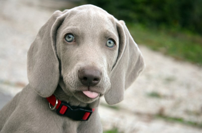 와이마라너 사진