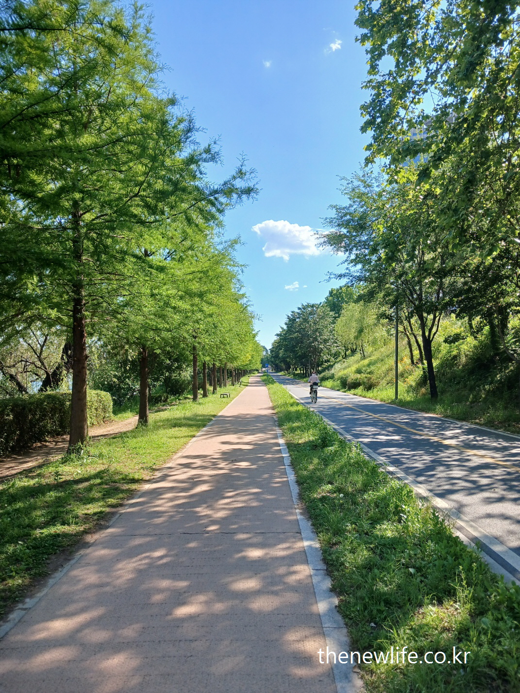 A quiet bicycle and walking path surrounded by green trees under blue sky – symbolizing the daily walking routine behind the diet success.-푸른 나무와 파란 하늘 아래 조용한 자전거·산책길 – 배부른 다이어트 성공 뒤에 숨겨진 걷기 운동의 일상