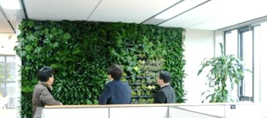 좁은 공간을 넓어 보이게 만드는 식물 인테리어 팁